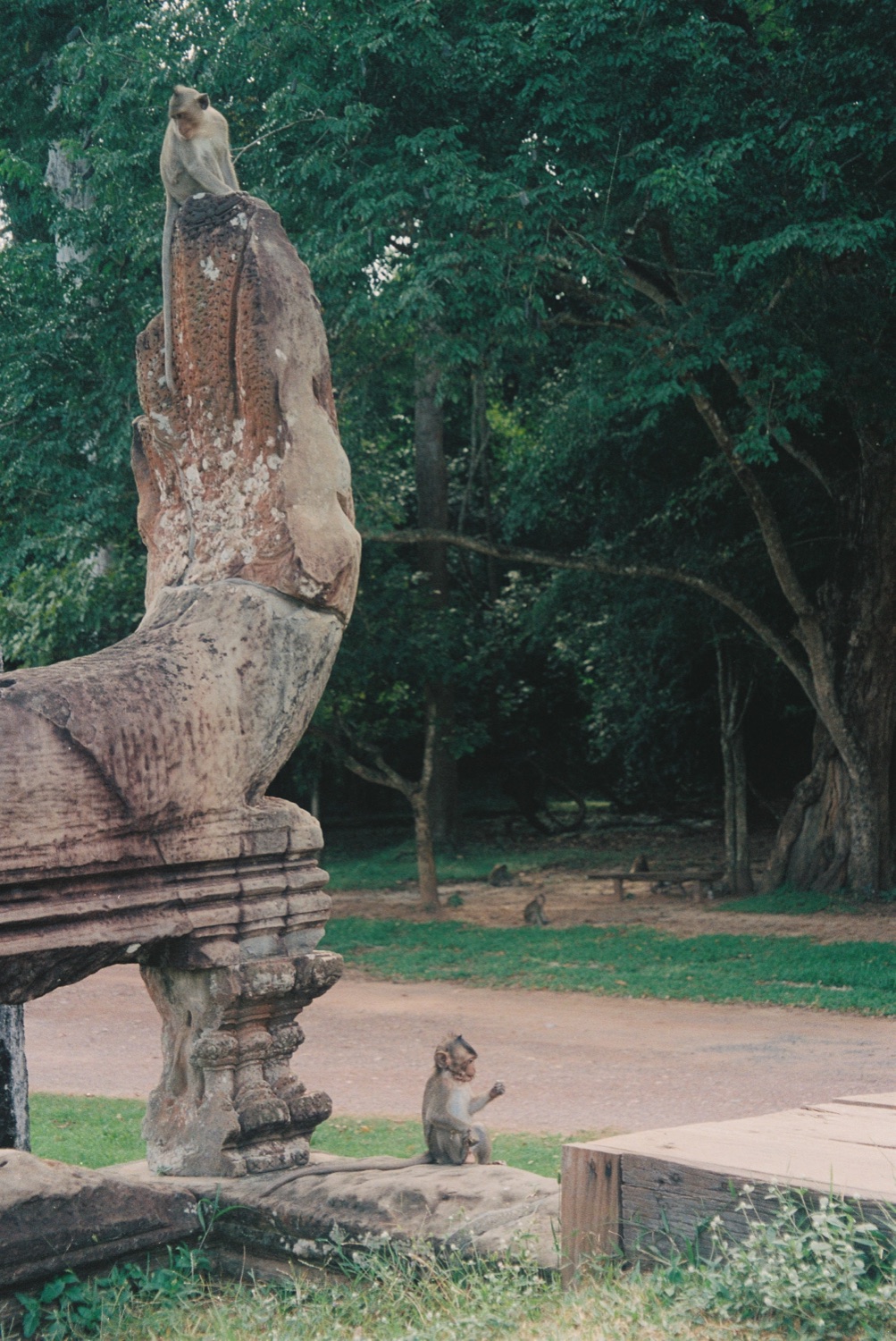 A naga statue and a baby monkey at Angkor