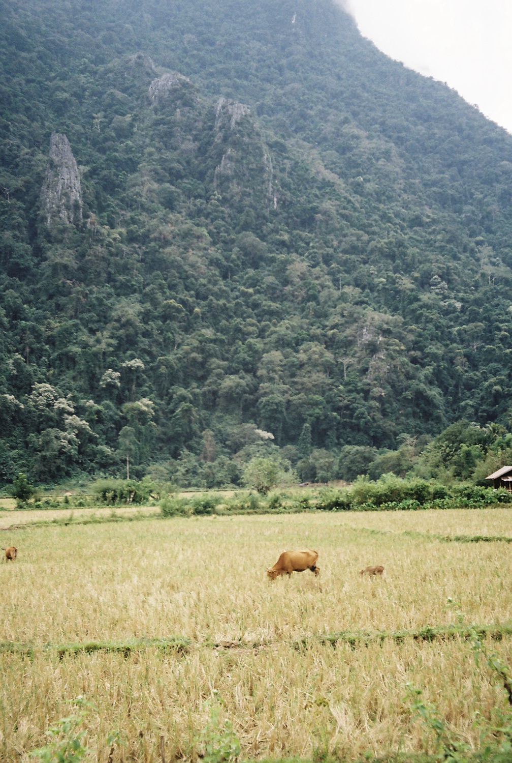 A cow in a rice field below karst mountains