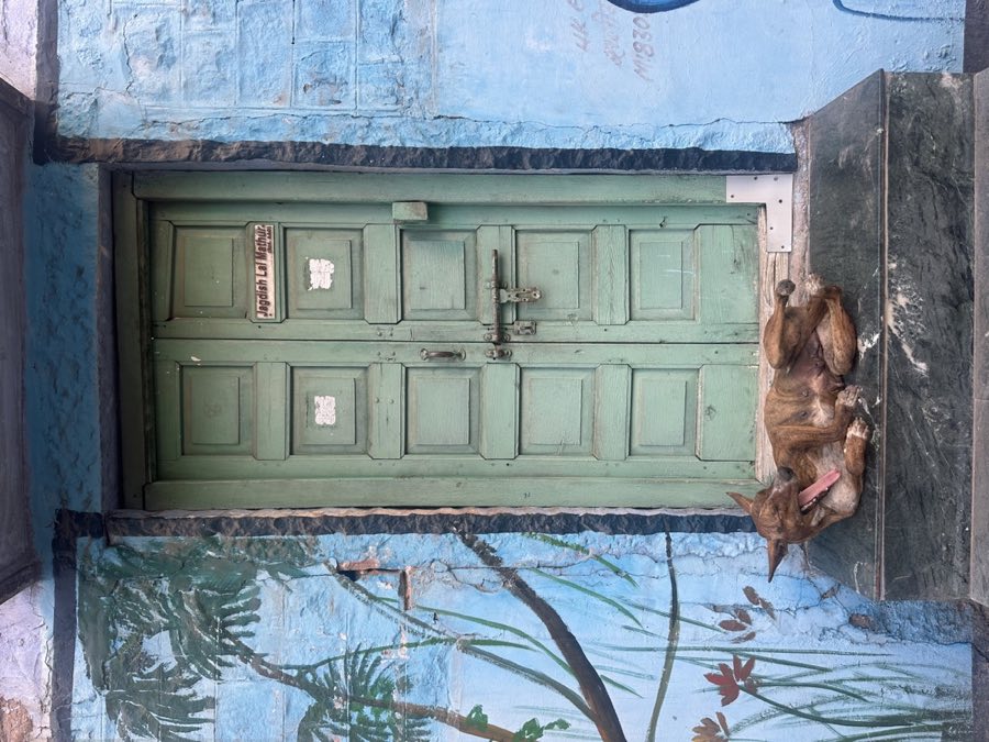 A dog asleep before a green door on a blue wall